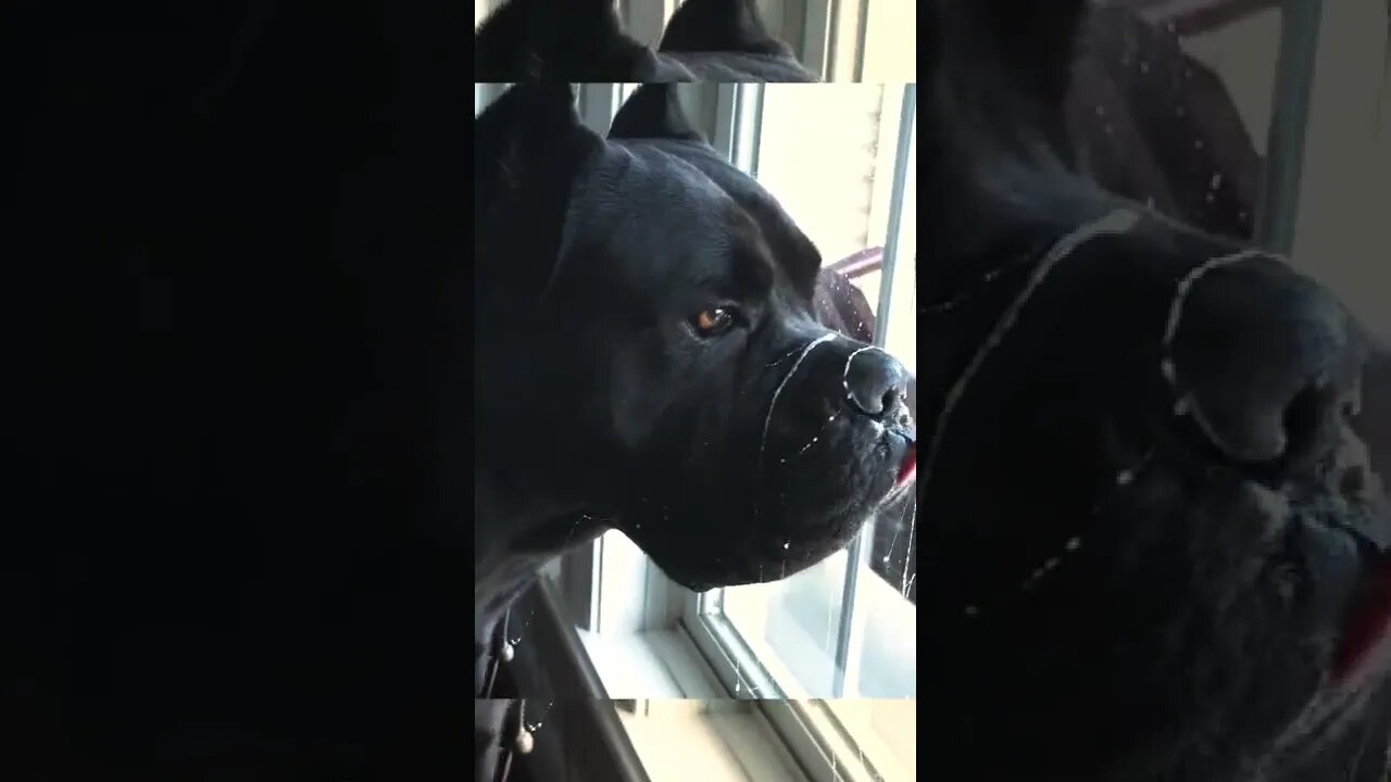 Mastiff Drool Problems #shorts #funnydogs #viral