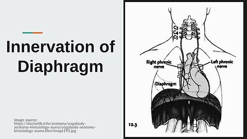 Nerve Supply of the Diaphragm (Motor & Sensory) Explained | Novice Medic