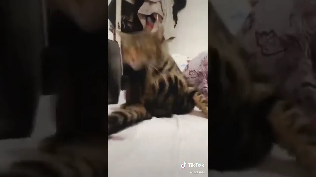 Cat Kicks His Own Head I TikTok