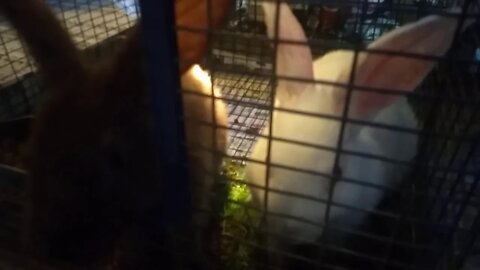 Commiting racial discrimination against white rabbit (no peep for white rab)