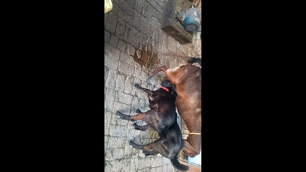 goat funny video monkey