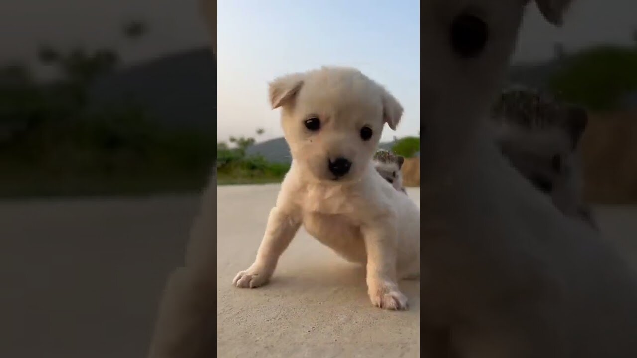 Puppy and hedgehogs are good friends #shorts #puppy #dog #doglovers #cute #animals