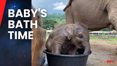 Adorable! Baby Elephant's First Bath Tub Adventure