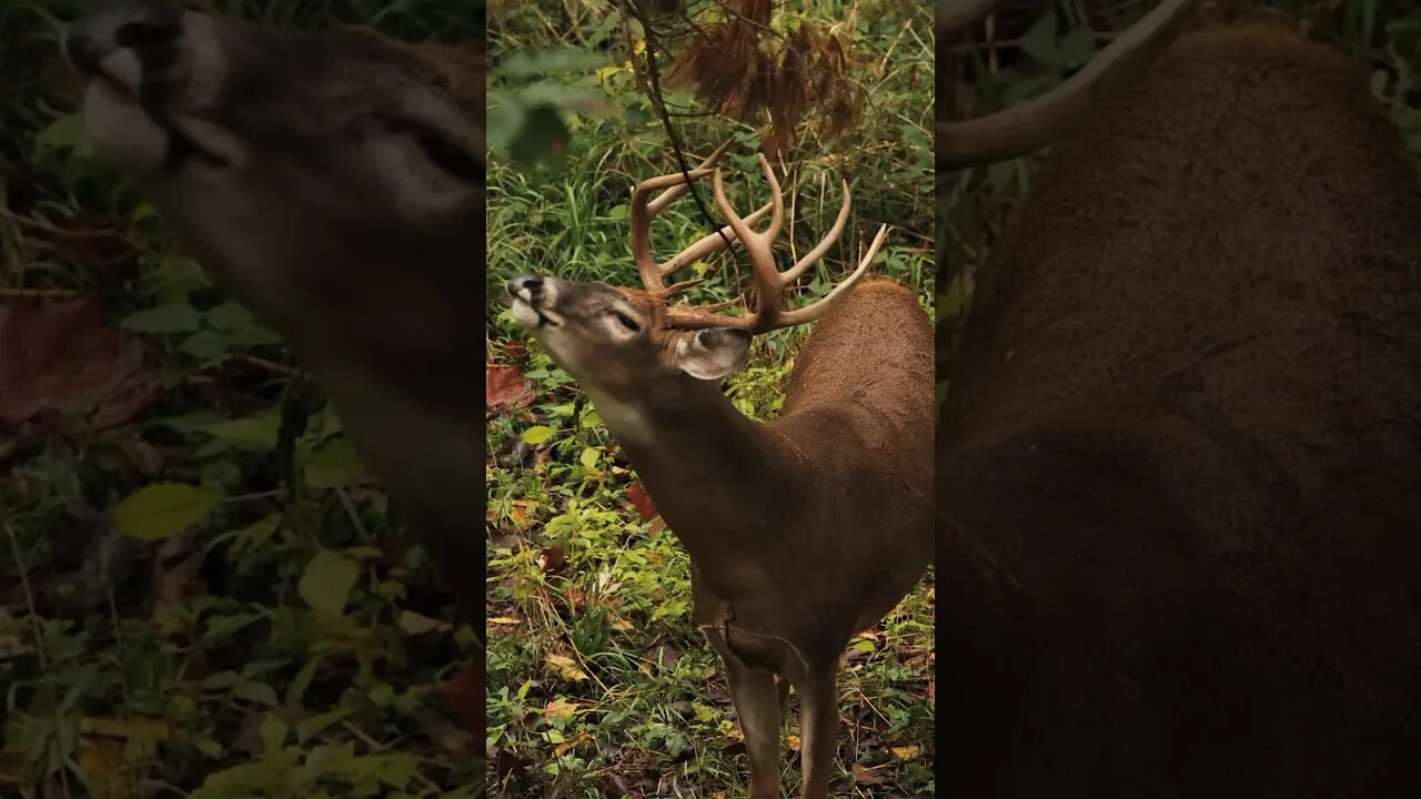 The boys are making their presence known! #hunting #deer #shorts #bowhunting