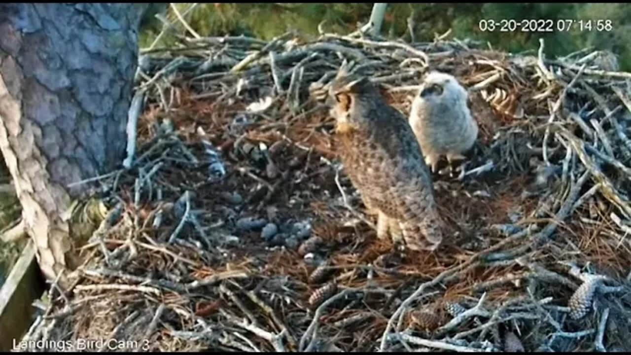 Mom Returns With a Frog-Cam Three 🦉 3/20/22 07:13