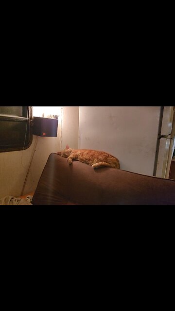 Goldie The Cat watching Sunny The Raccoon #shorts