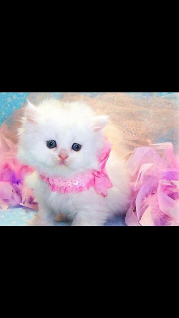 Beautiful cat 😺😺😺😺 1