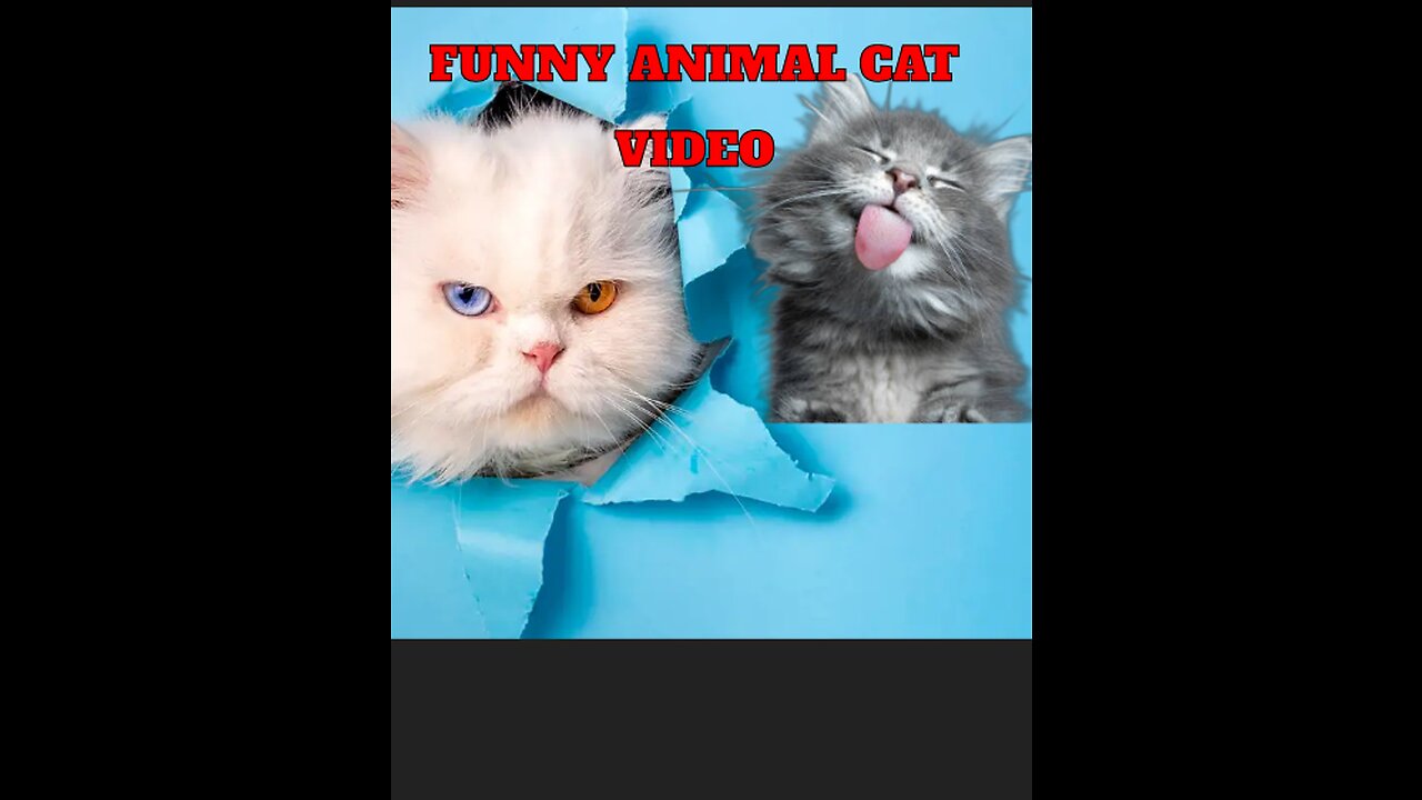 Funny animal video