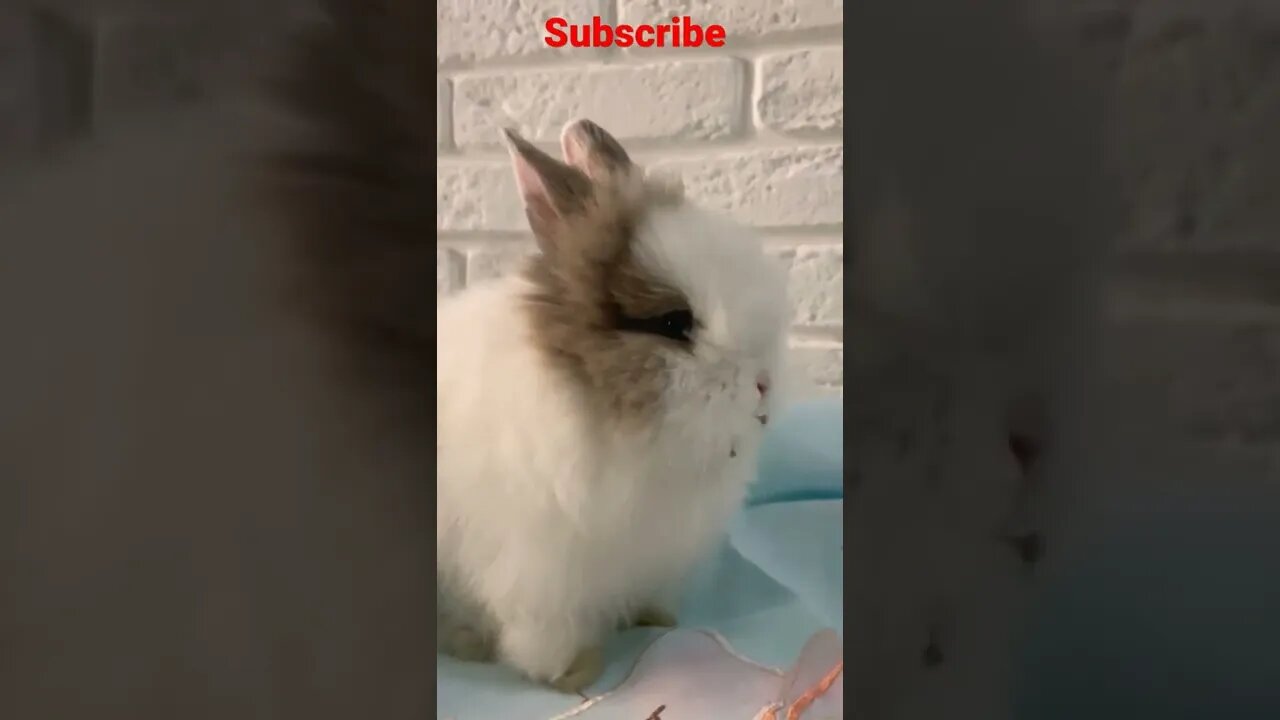 So Cute Rabbet Eat ||🐇🐰#shorts #shortsfeed #youtubepets_&_animals