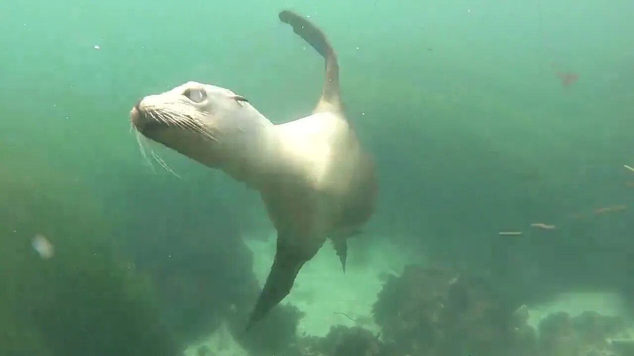 August at La Jolla Cove (CRAZY SEA LION ENCOUNTER!!)