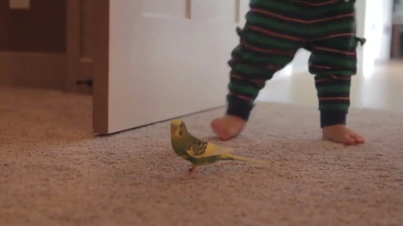 cute toddler playing with a bird