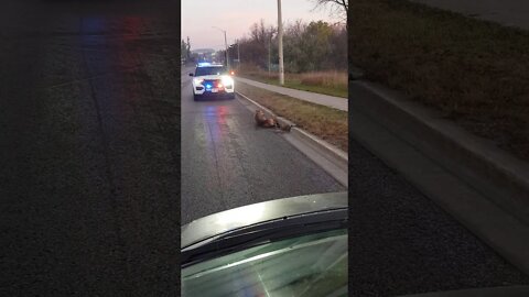 Coyote rescue