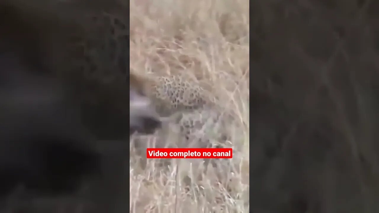 #shorts animais da África leopardo pega javali