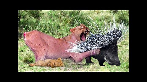 Lion Vs Hedgehog! The Brave Hedgehog Kills The Lion To Survive - Hyena Vs Topi