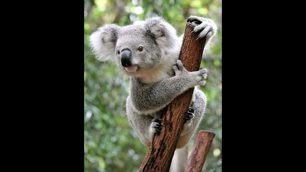 Why Koalas Might Be the Dumbest Animals !