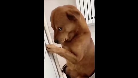 Cat fighting. & His best friend dog reaction😕