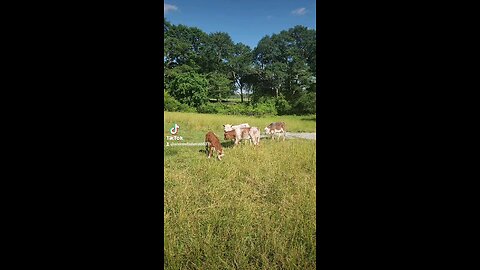 Calves on a sunny afternoon.