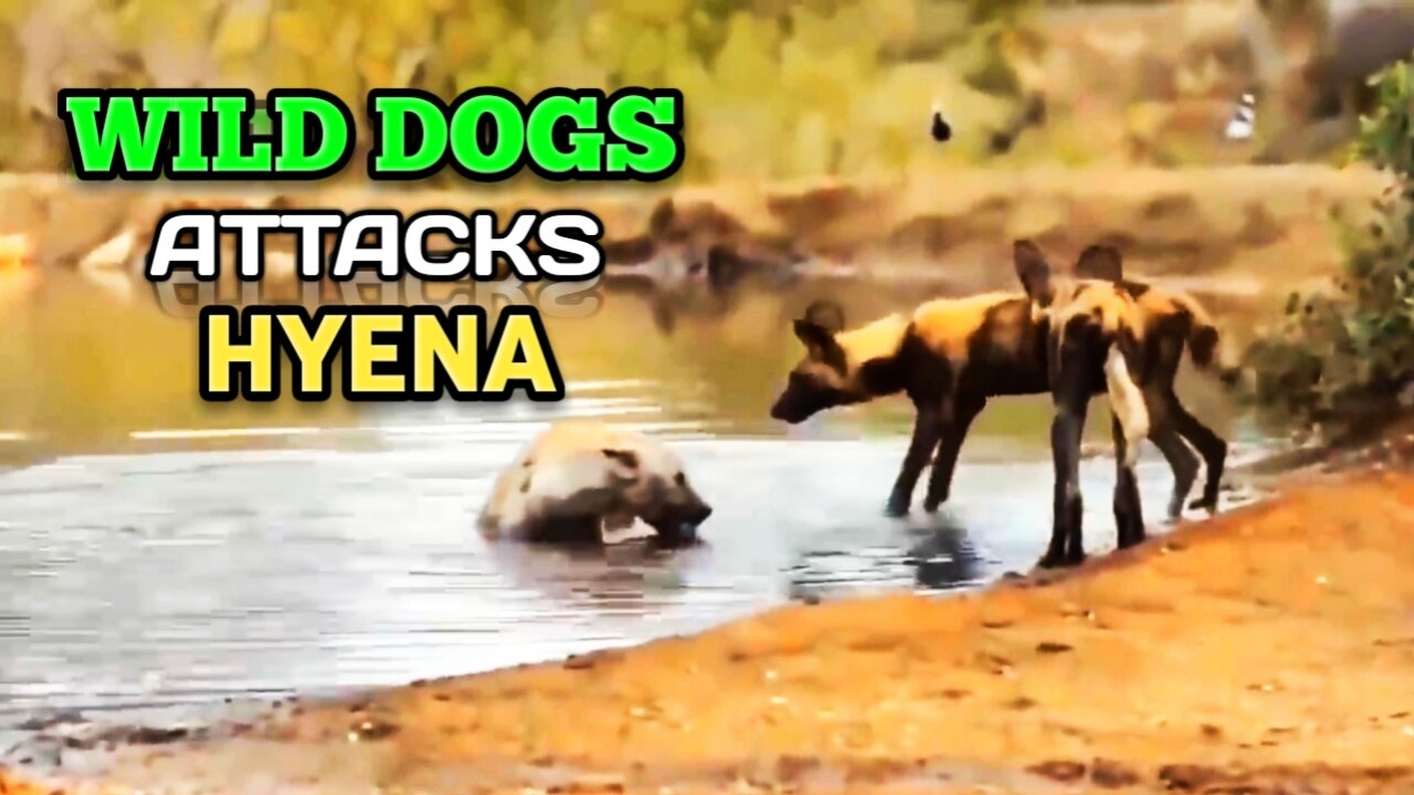 Wild Dogs vs Hyena | Wild Dog Group Attacks Hyena |