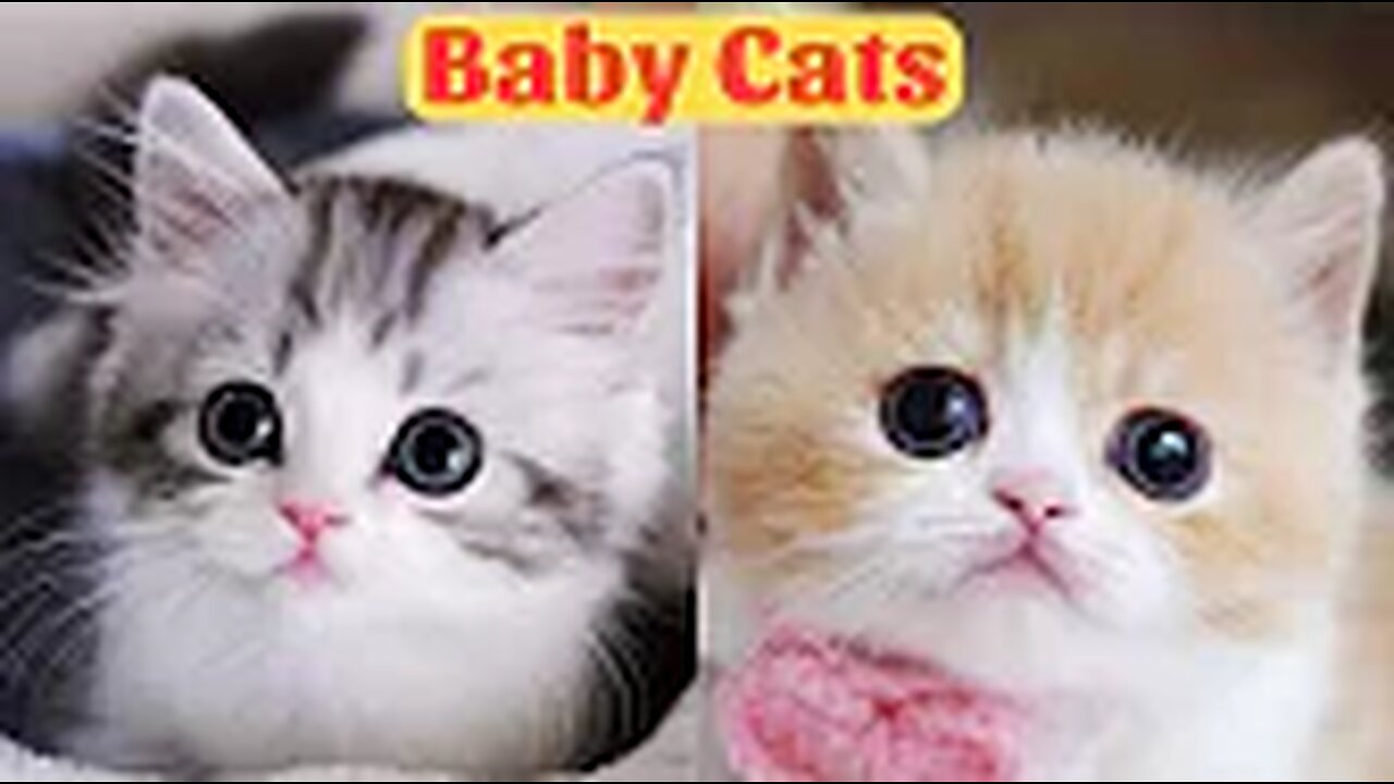 Cute Baby Cats - Cute and Funny Cat Videos Compilation 2023