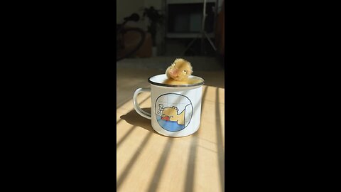 Funny Duck