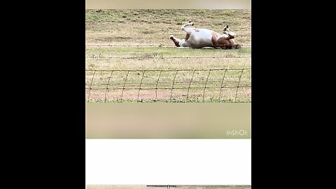 Horses enjoy a good roll to scratch their back after a long trail ride