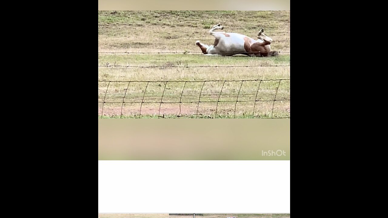 Horses enjoy a good roll to scratch their back after a long trail ride