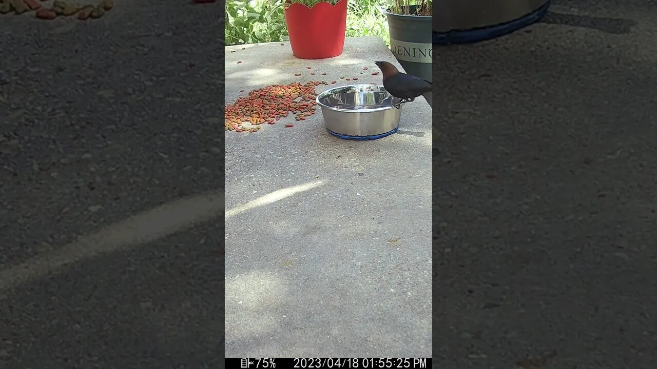 A Starling And Cowbird Come For A Drink! 🐦