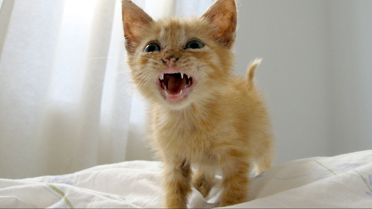Cute cat meowing