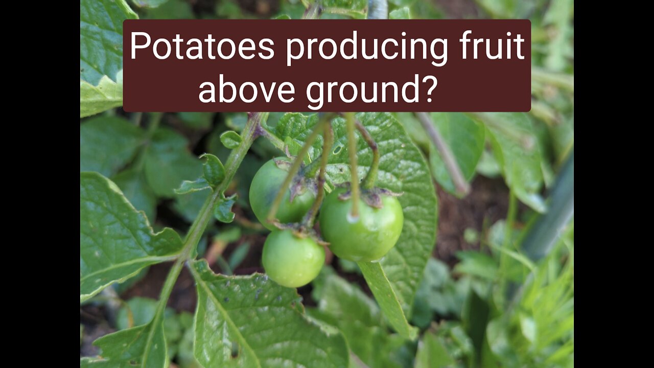 What are the tiny green fruit growing on potato vines?