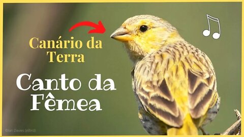 O Canto do CANARIO DA TERRA, FÊMEA de Canario da Terra Pedindo Gala