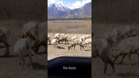 Mountain Goats in Jasper park. #goats #jasper #BC