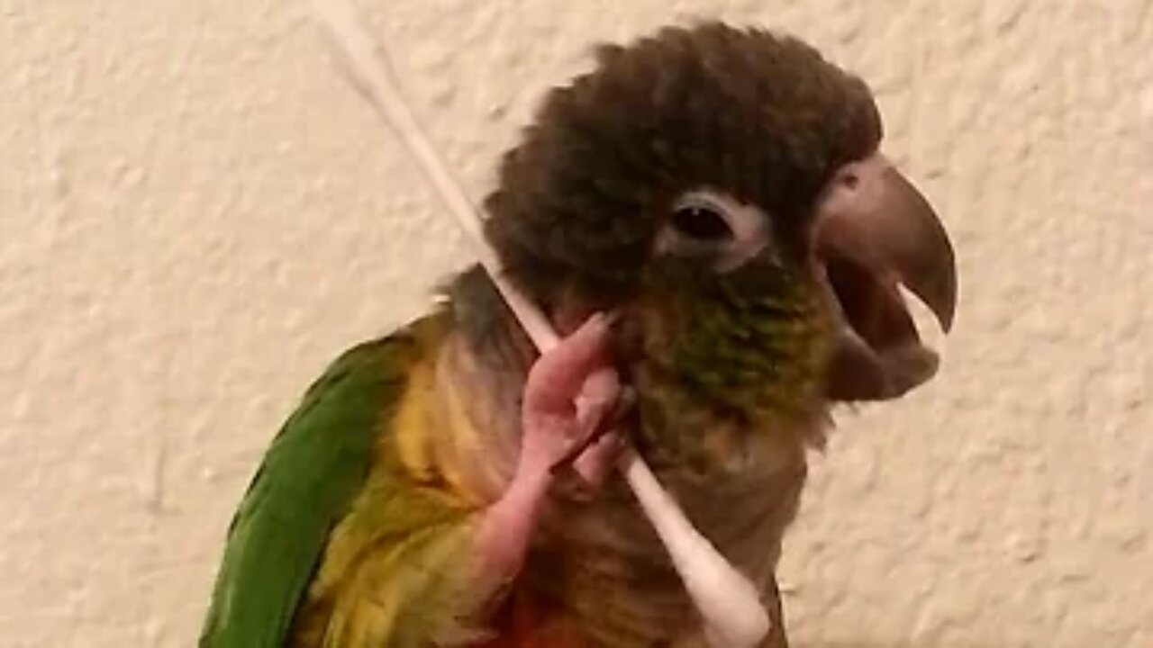 FUNNY PARROT FAIL | CUTE MOMENT |