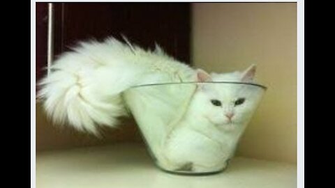 Cats Are So Funny You Will Die From Laughing!!! (Funny Cat Compilation, Clean, No Swearing)