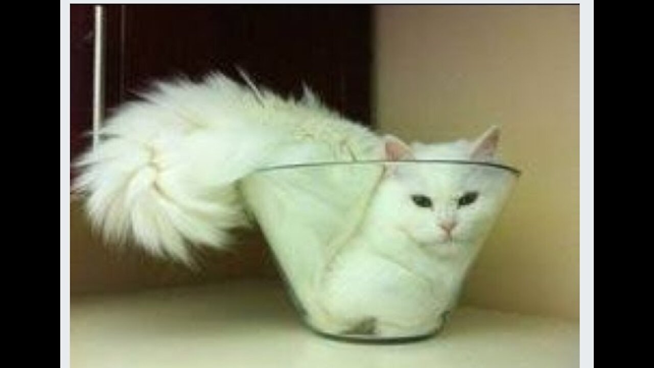 Cats Are So Funny You Will Die From Laughing!!! (Funny Cat Compilation, Clean, No Swearing)