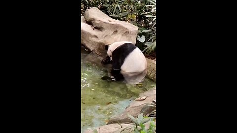 Animals| Panda| Alone