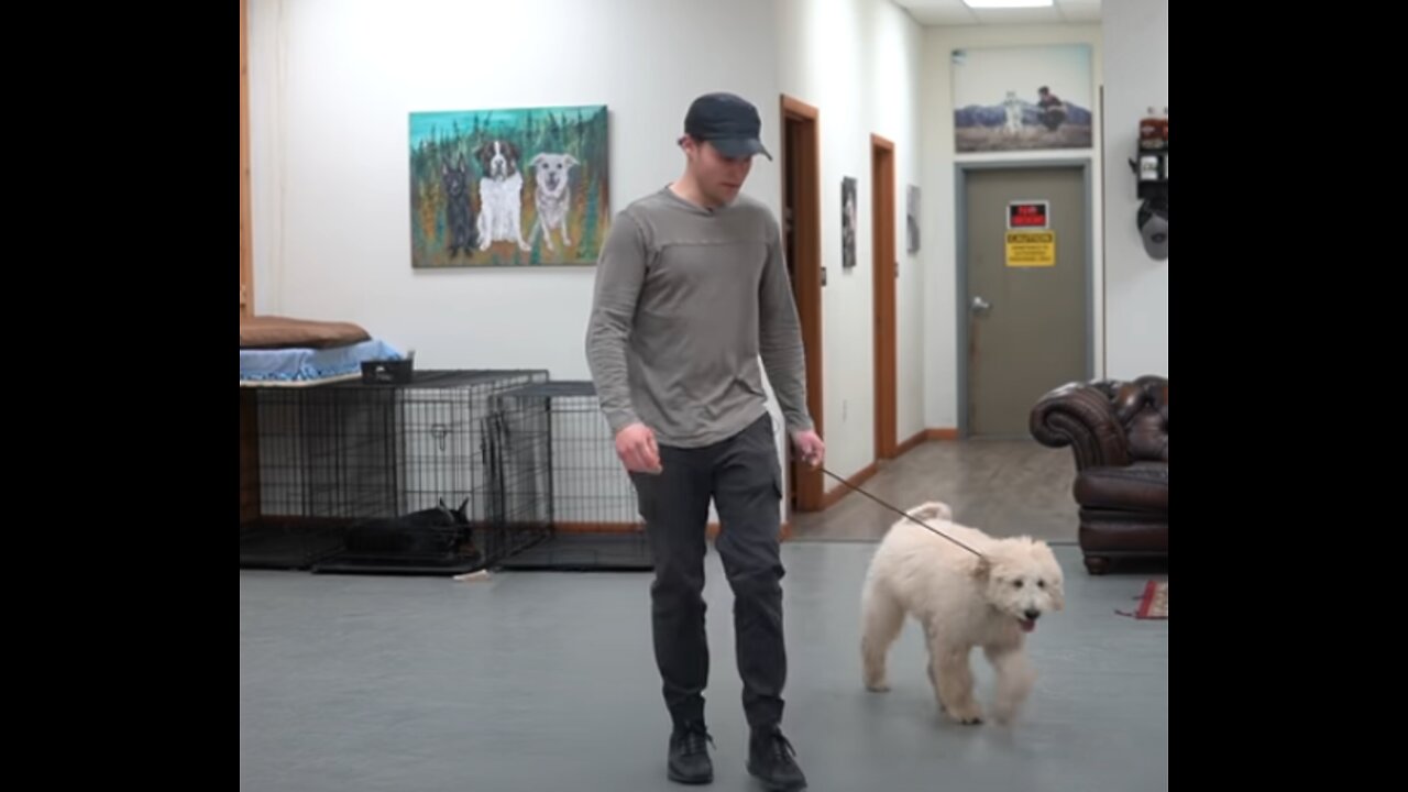 Teach ANY Dog How To Walk On A Leash ( IN JUST 5 MINUTES! )