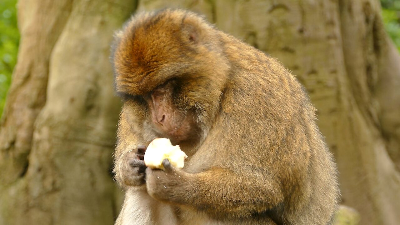 cute monkey <3