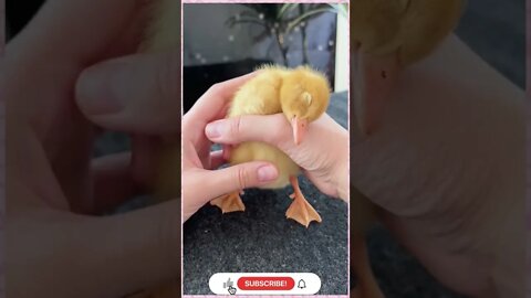 Cute Baby Ducks 🐥🐤 | @Boom Bestie | #shorts #ytshorts