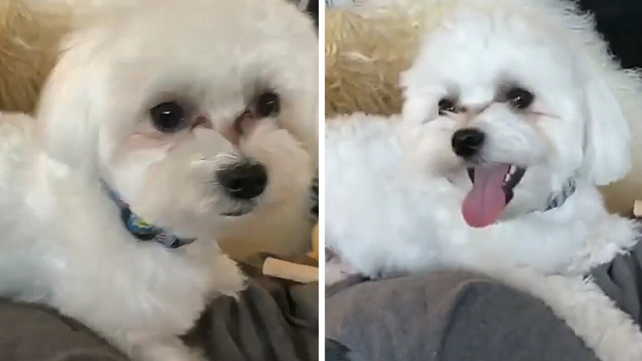 Puppy lying on top of its owner getting attention