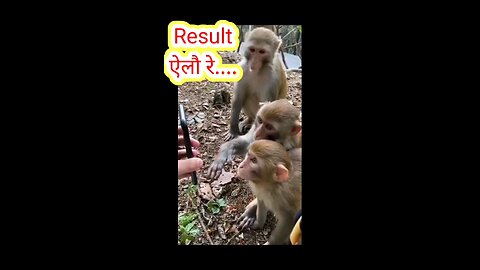 funny animals / monkey funny video / new trending funny video