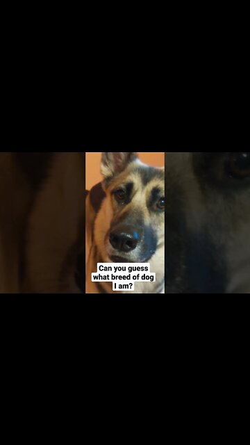 What Breed Am I? #shorts