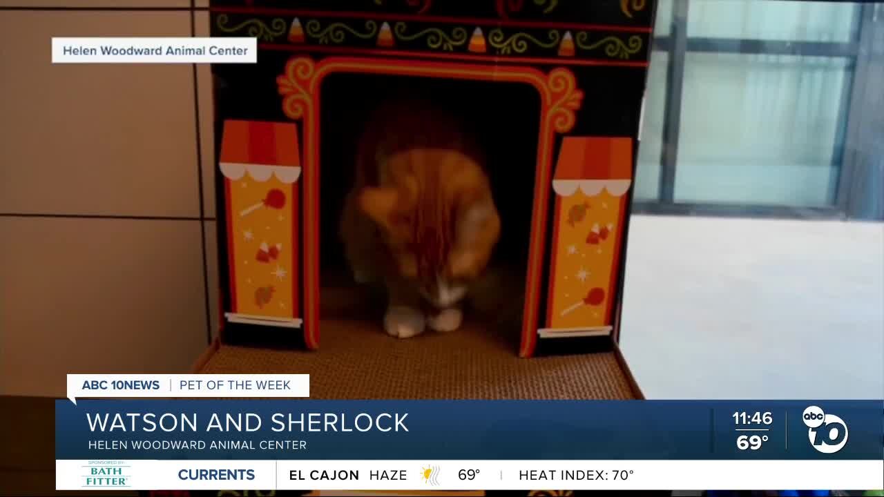 Pets of the Week: Watson and Sherlock