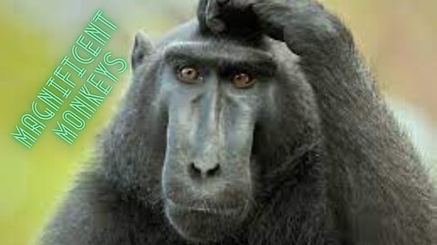 Magnificent monkeys
