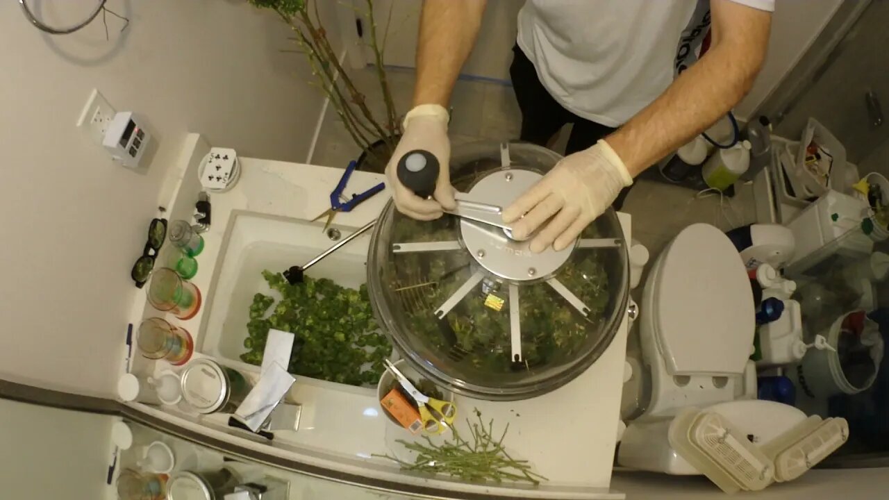 Lumo-X Bowl Trimmer. Wet Trim One Take 2 Plants Hammershark & Green Potion Actual Use