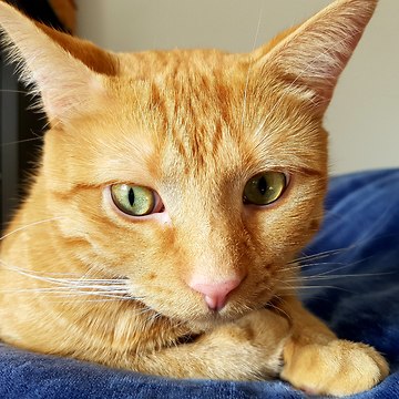 Cat Plays with Dog Undercover