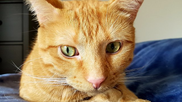 Cat Plays with Dog Undercover