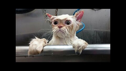 FUNNY CATS, CUTS OF FUNNY MOMENTS