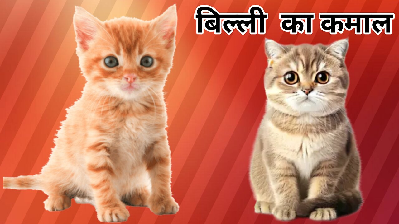 बिल्ली का कमाल!! Funny Cat Videos