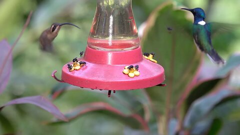 CatTV: Bird feeder swarm