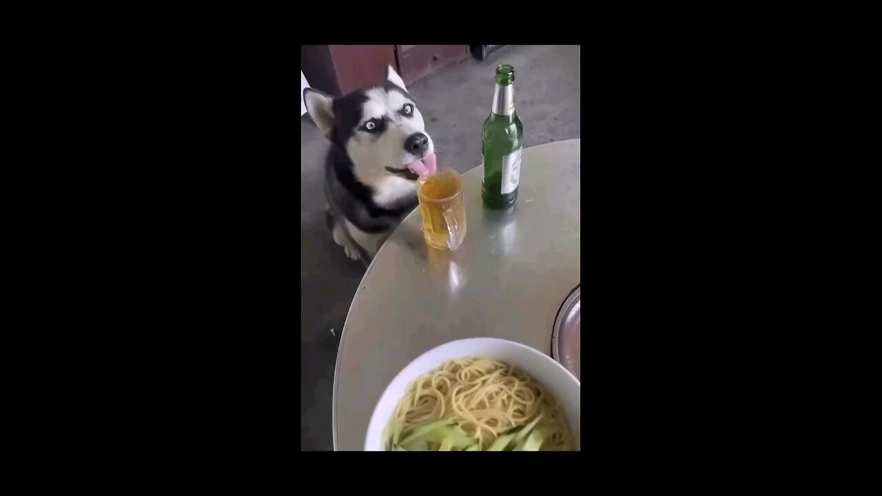 funny animals